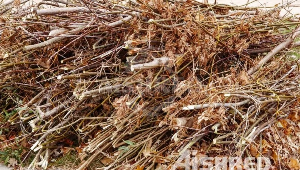 用於處理綠色廢棄物和生物質的雙軸撕碎機